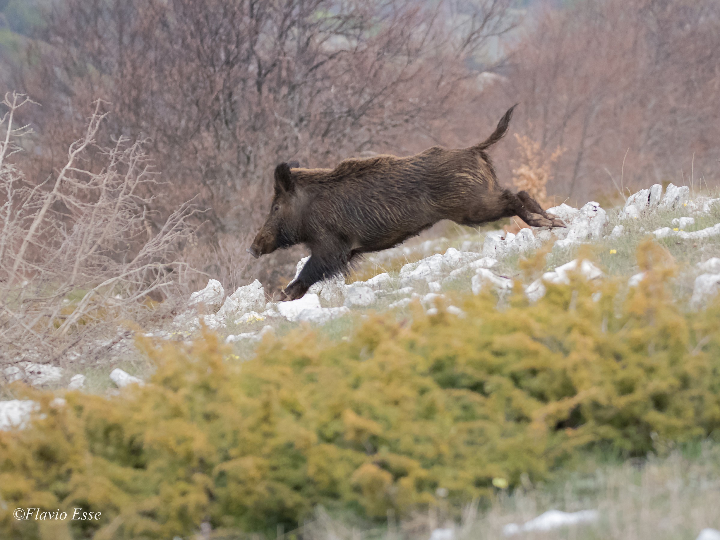 Femmina di Cinghiale (ambientata)