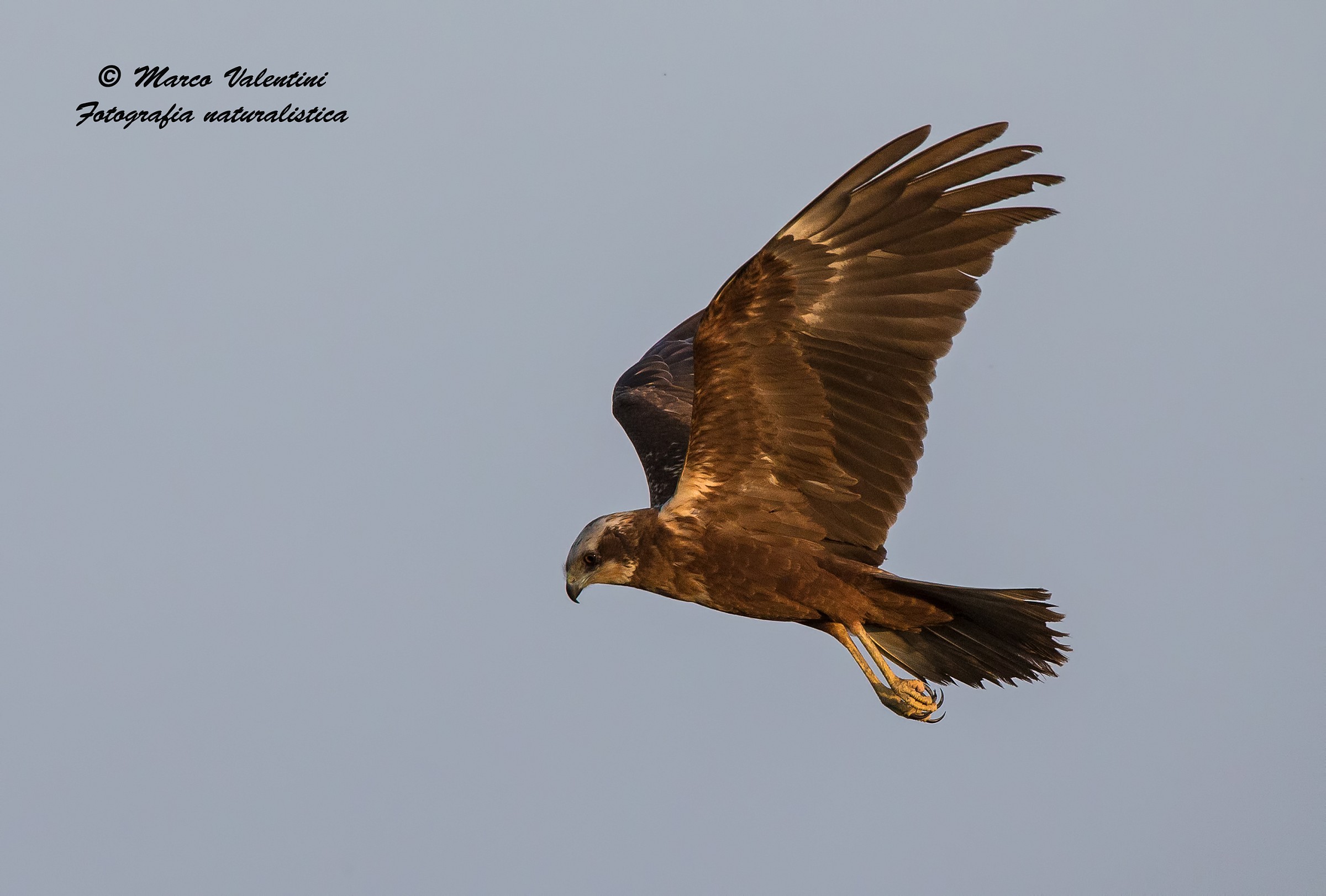 La palude al tramonto