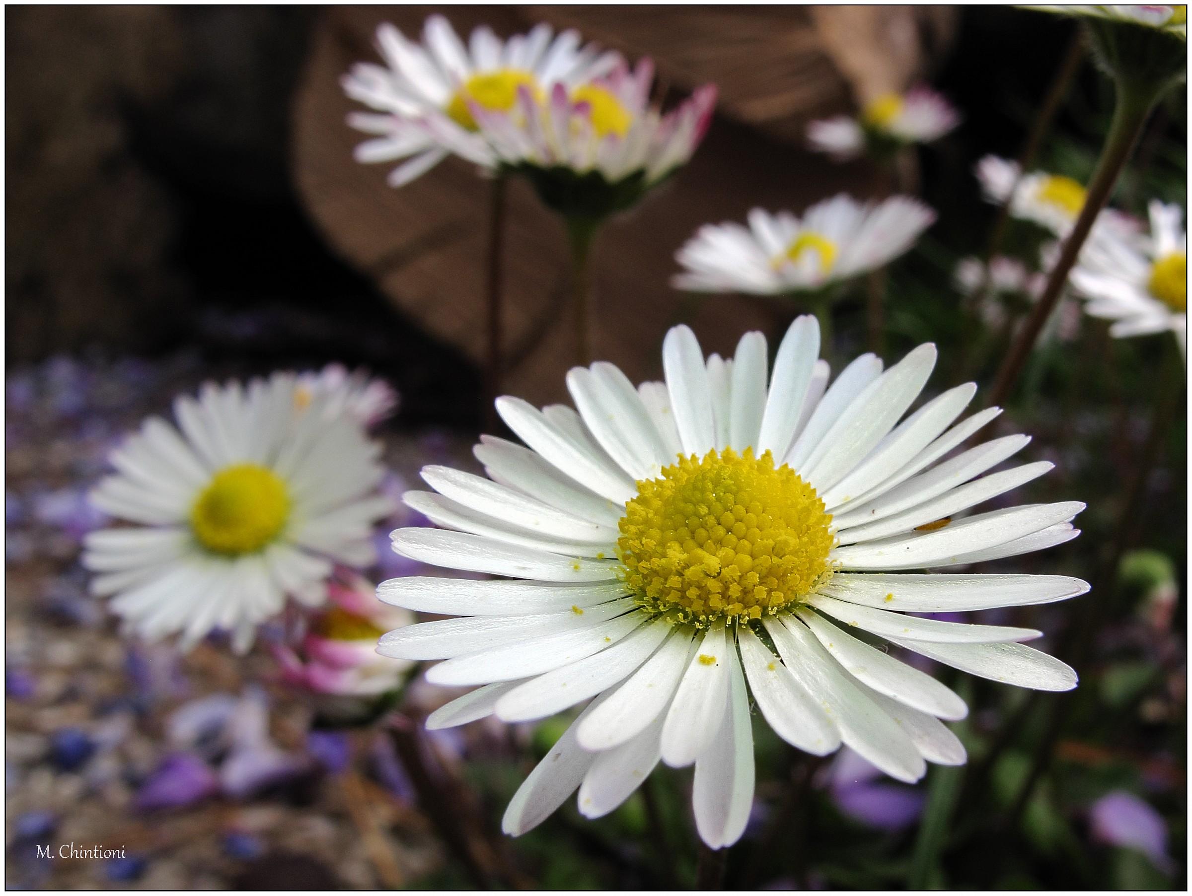 ... Simple, like a daisy!