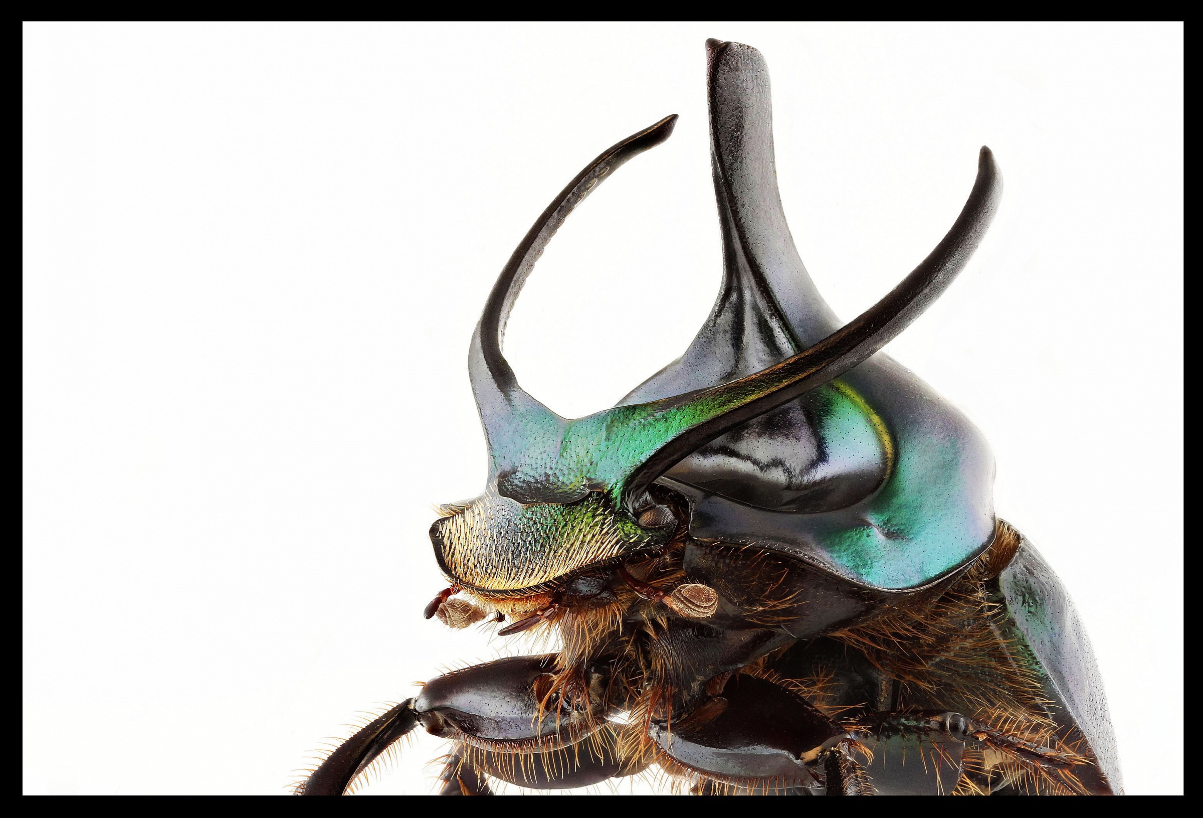 Onthophagus coppia mouhoti