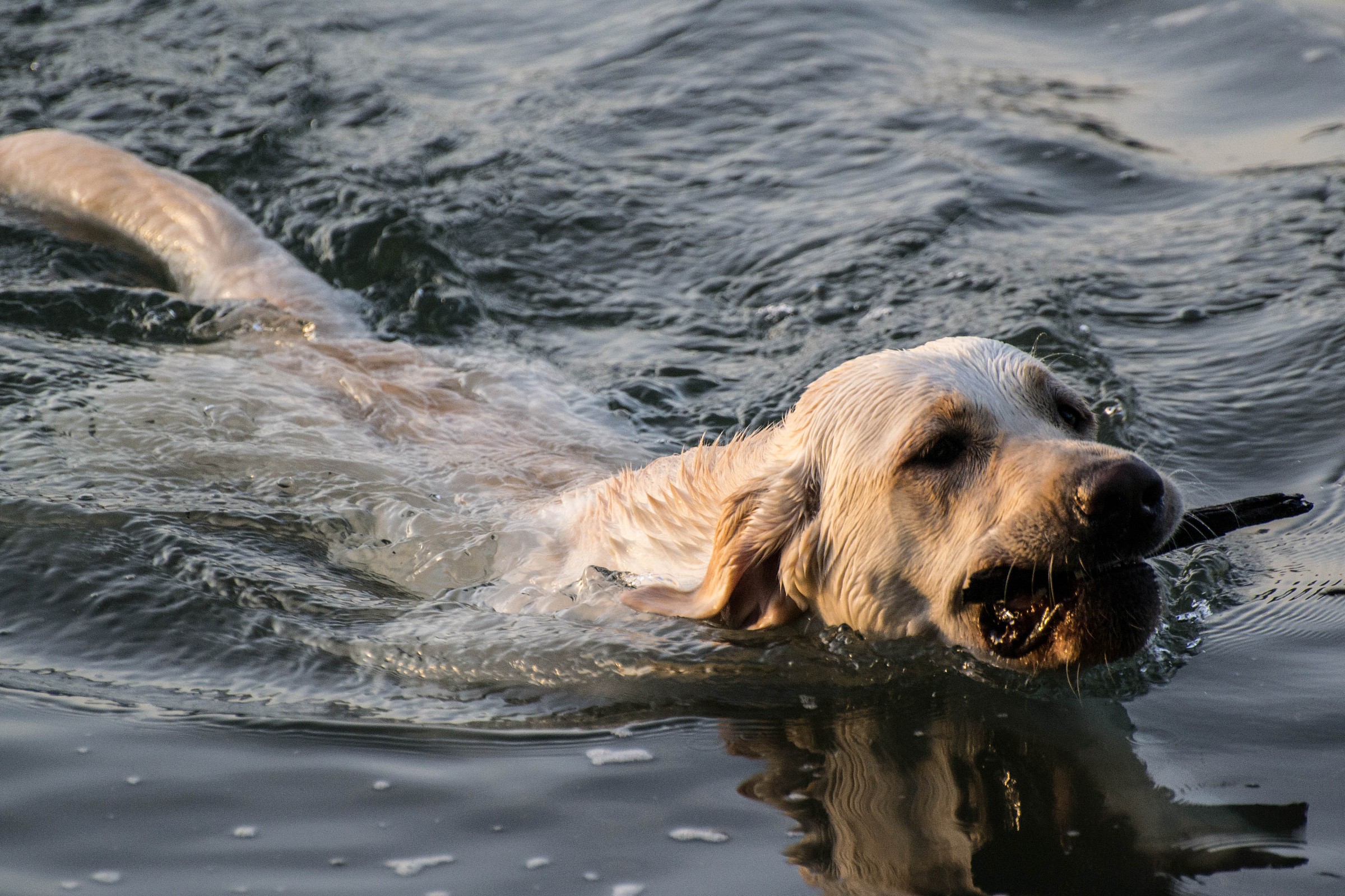 Always in the water please !!!