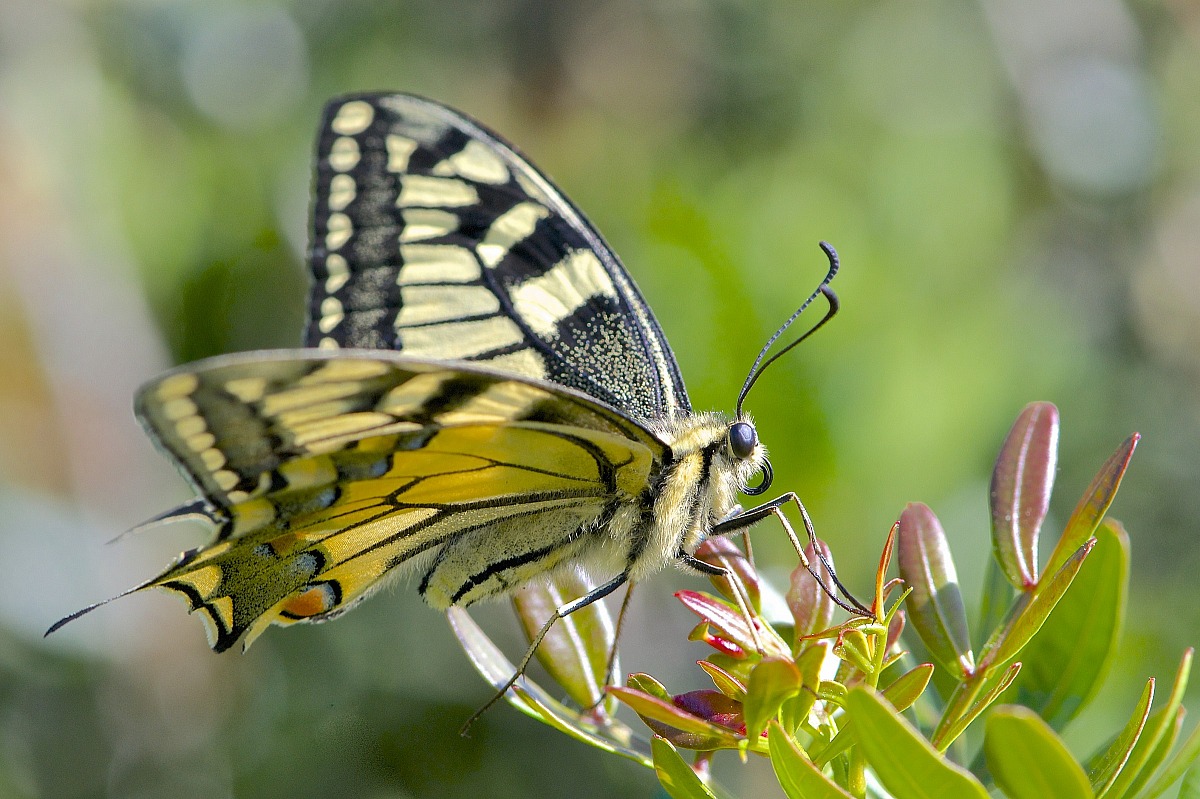 Papilio machaon