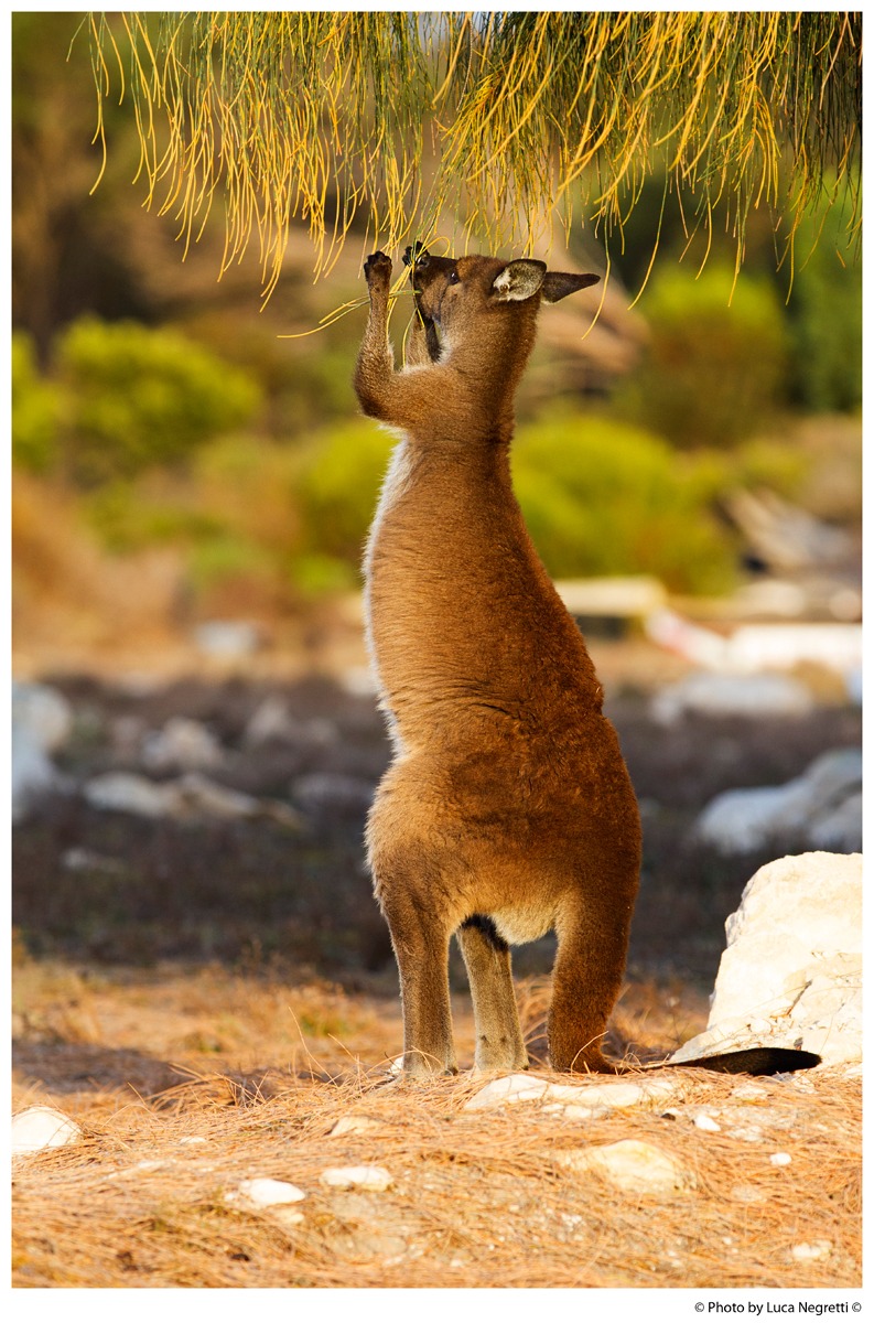 Kangaroo