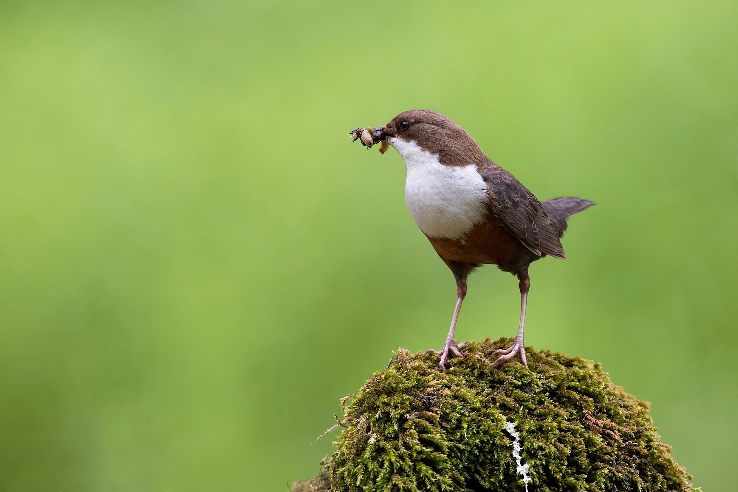 Dipper