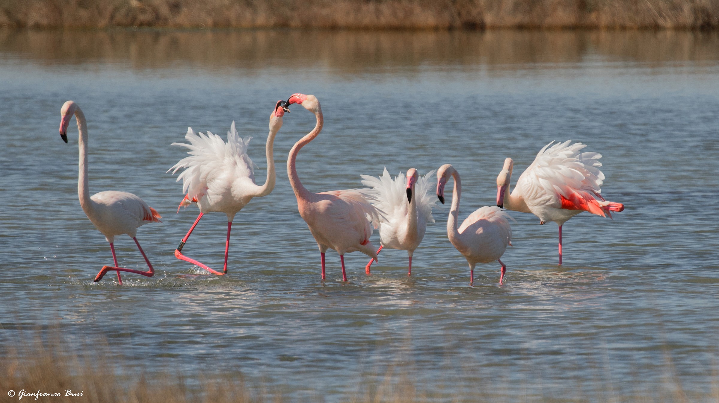 first approaches between flamingos ..