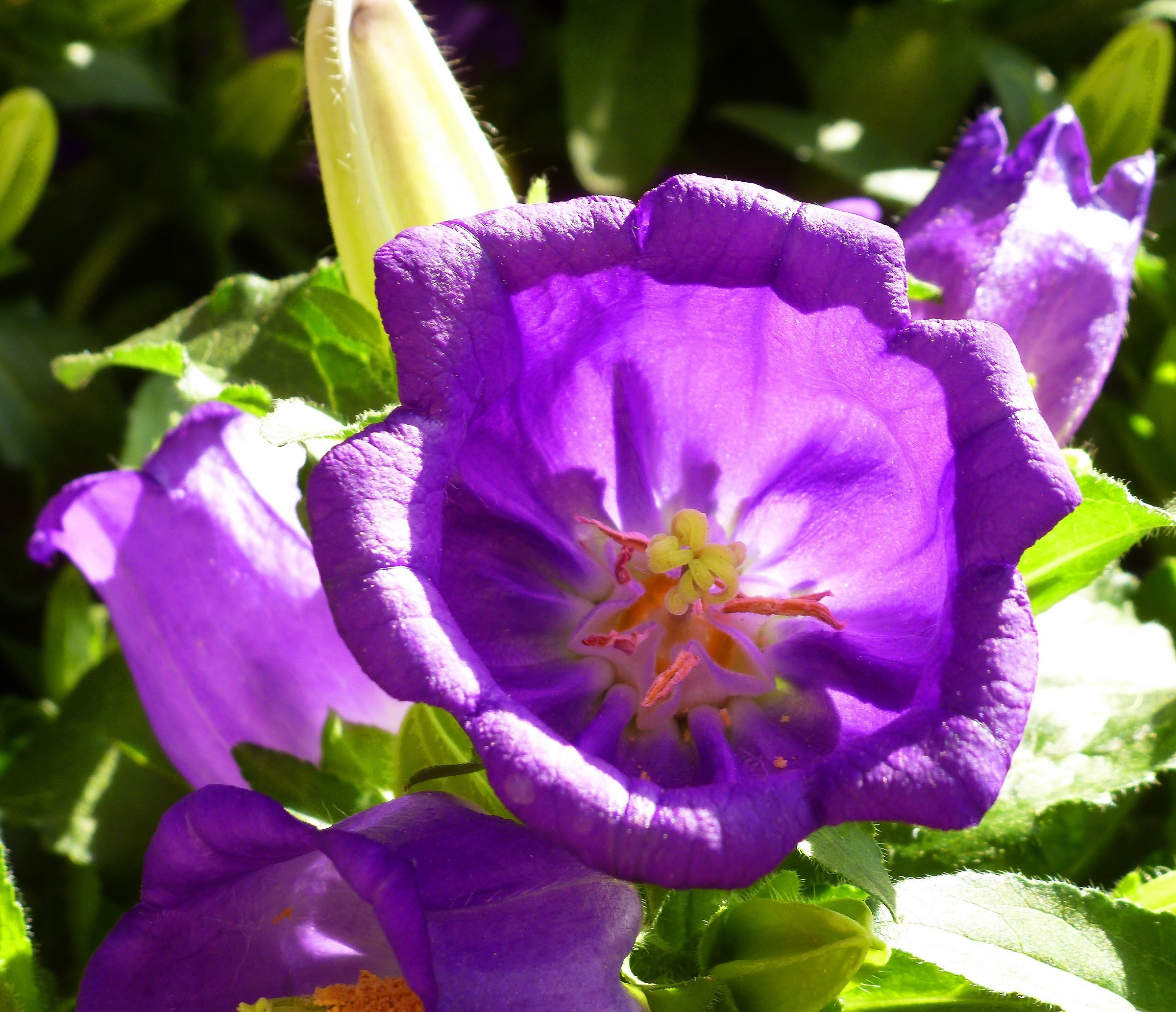 The Beautiful flower