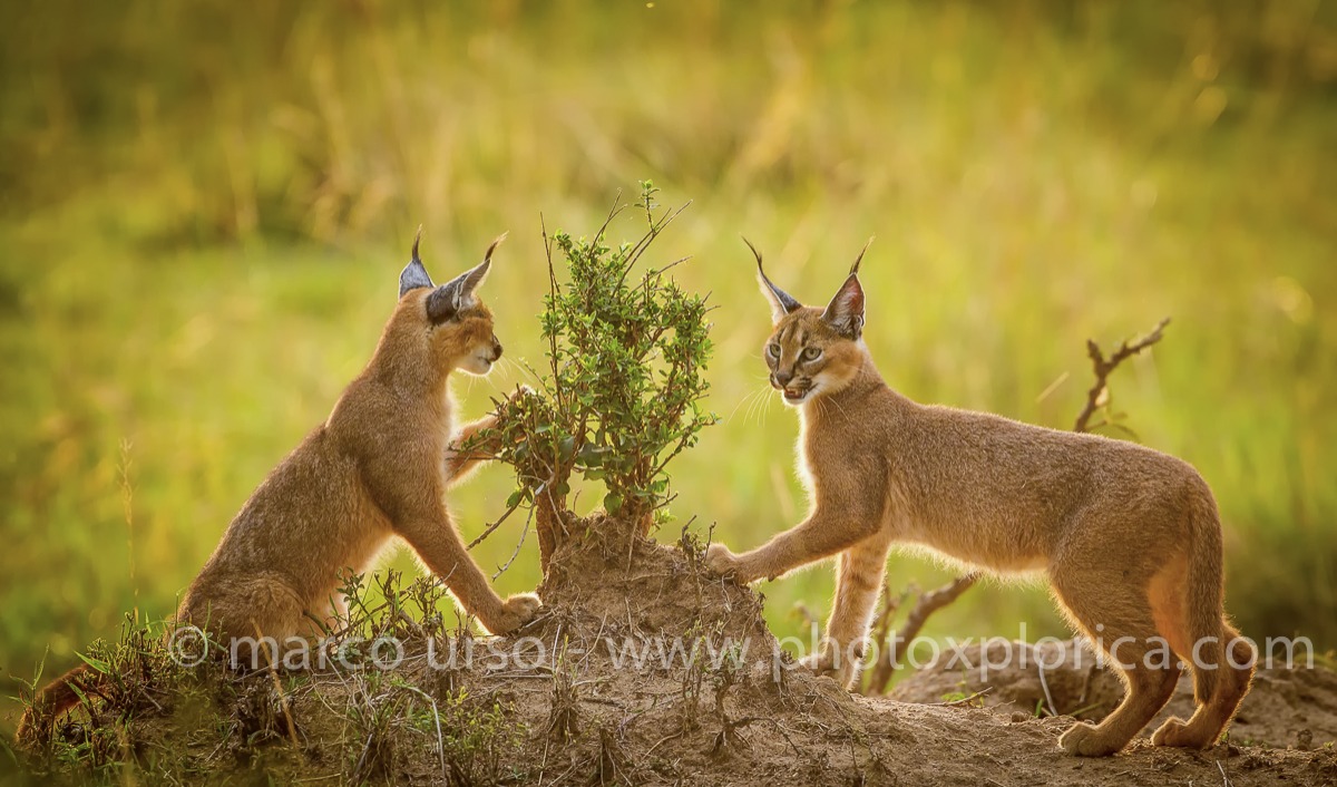 Caracal - Felis Caracal