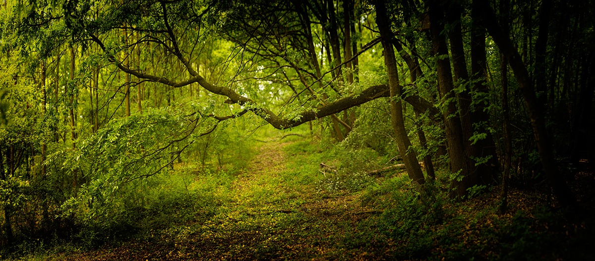 Silenzio nel bosco...