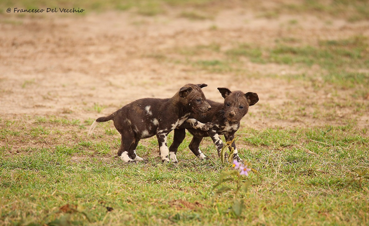 Cuccioli di wild dog