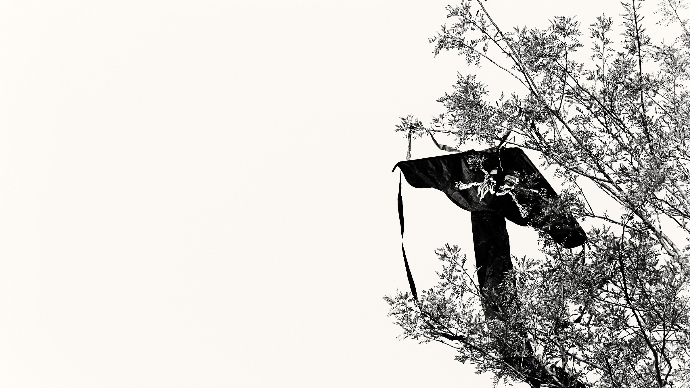 Il pirata in trappola