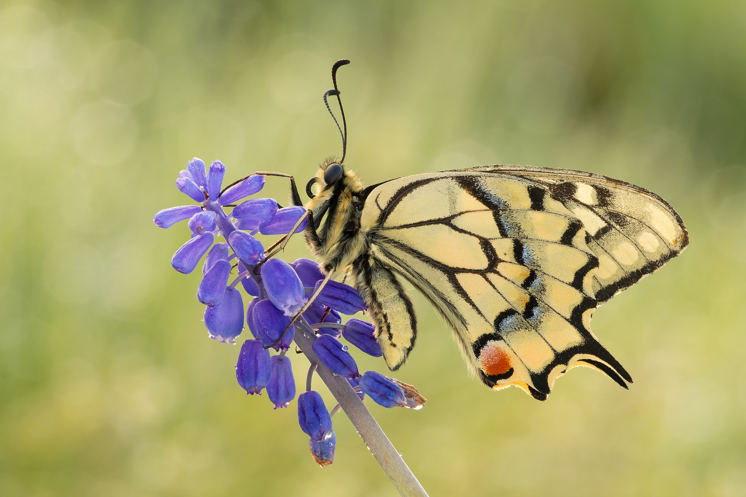 Papilio machaon