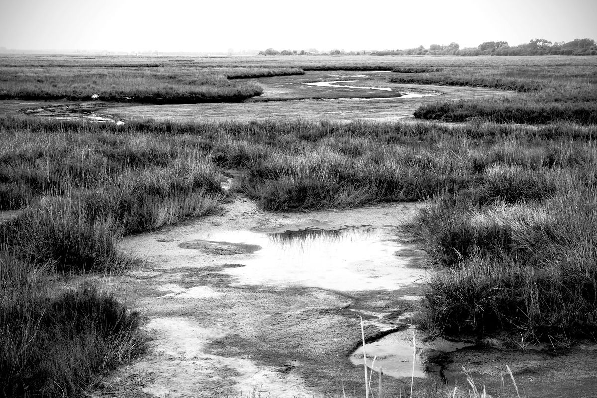 Saltmarsh