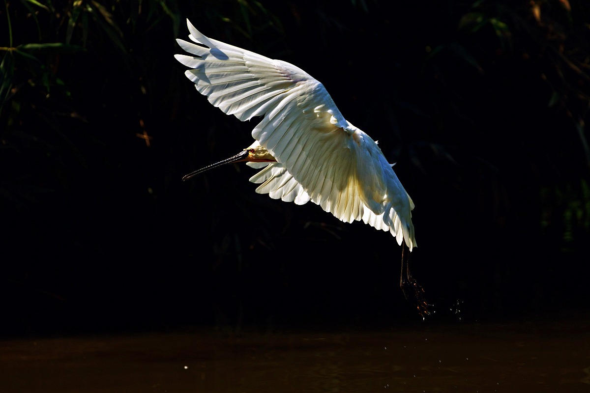 egret