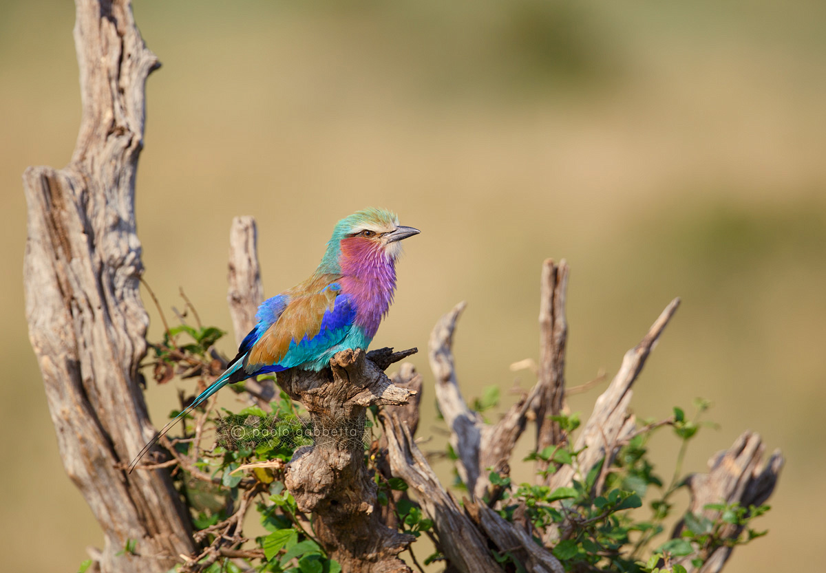 Lilac-breasted Roller
