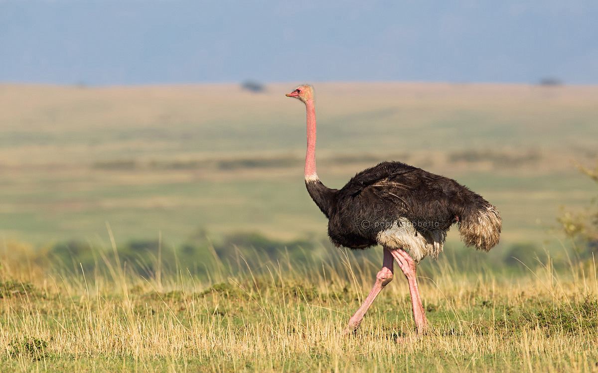 Ostrich