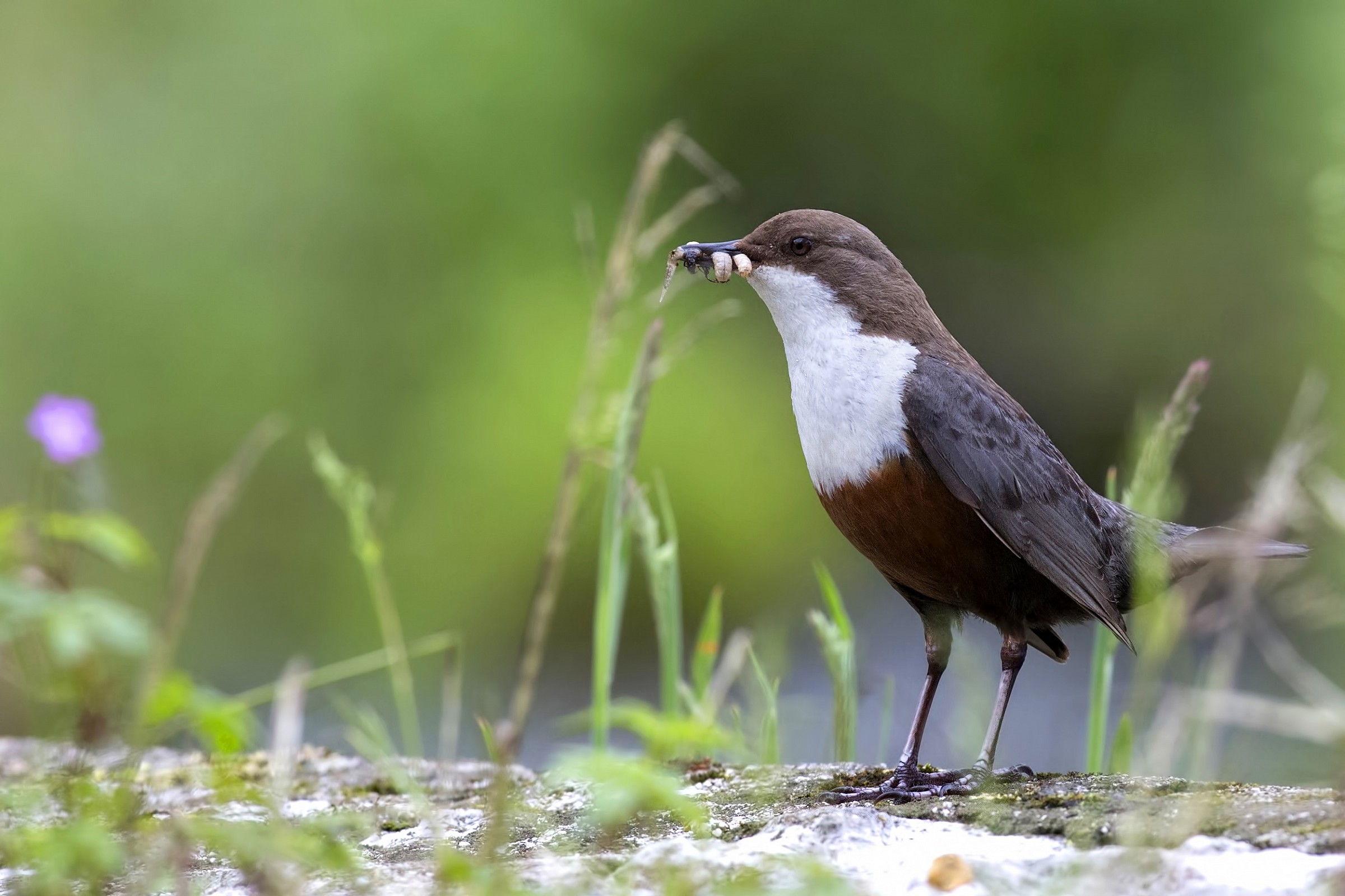 Dipper