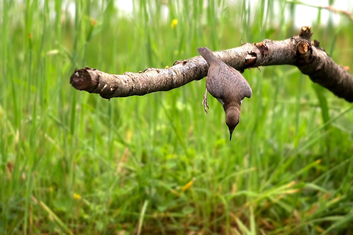 The dip dell'acquaiolo