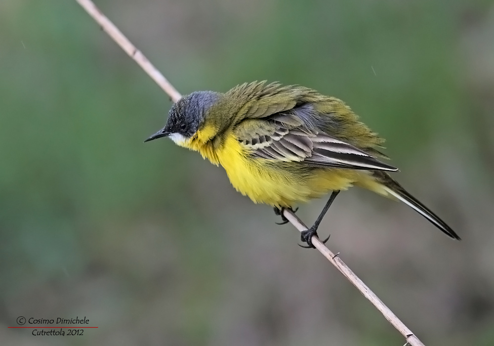 Wagtail in the rain
