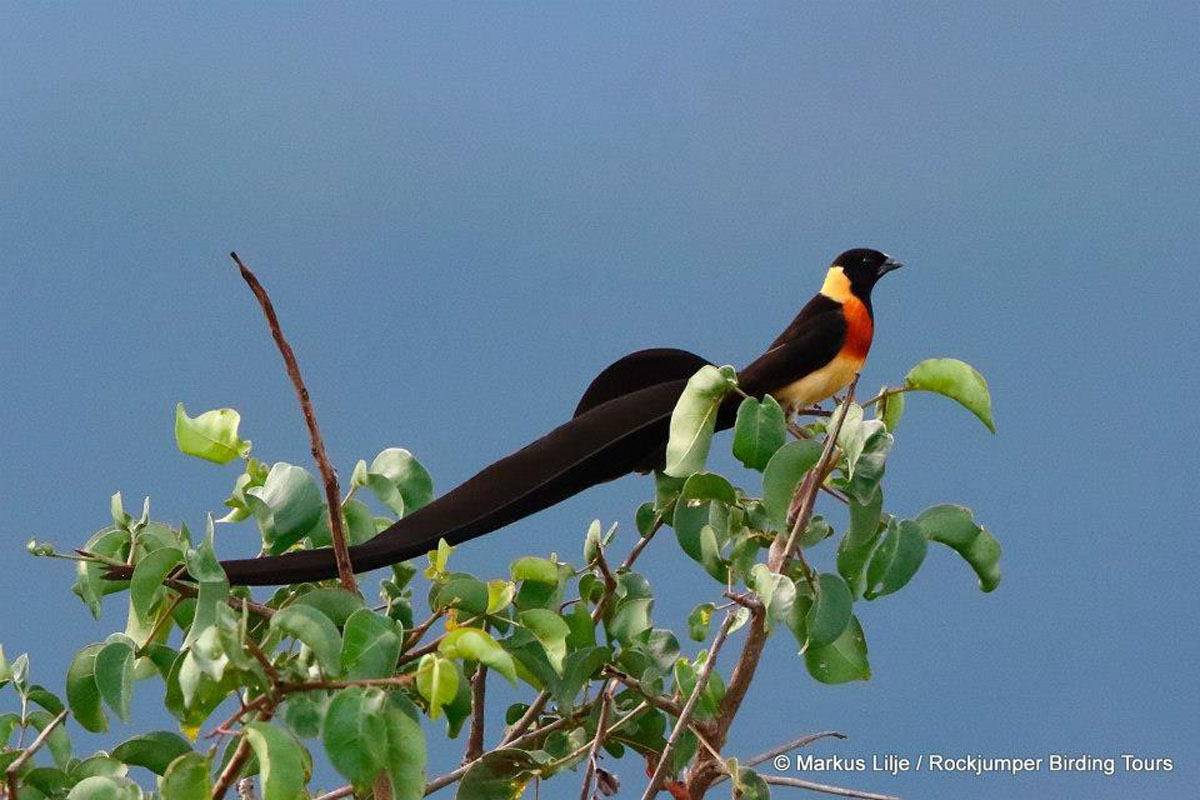 Vidua Paradisaea di Markus Lilje