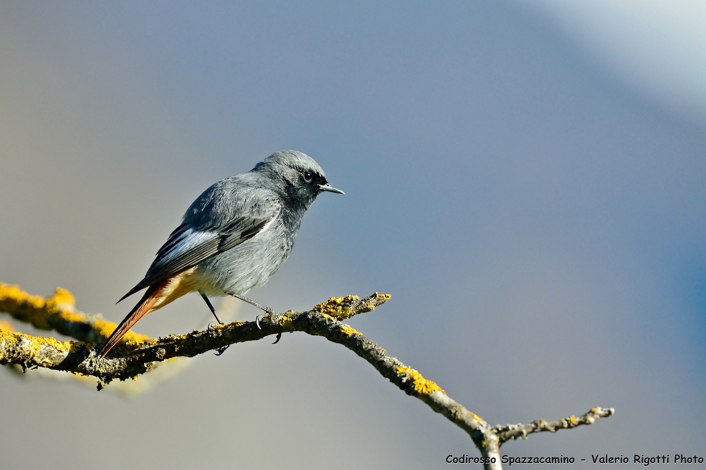 black redstart
