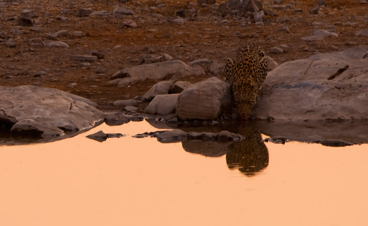 Sunset with leopard