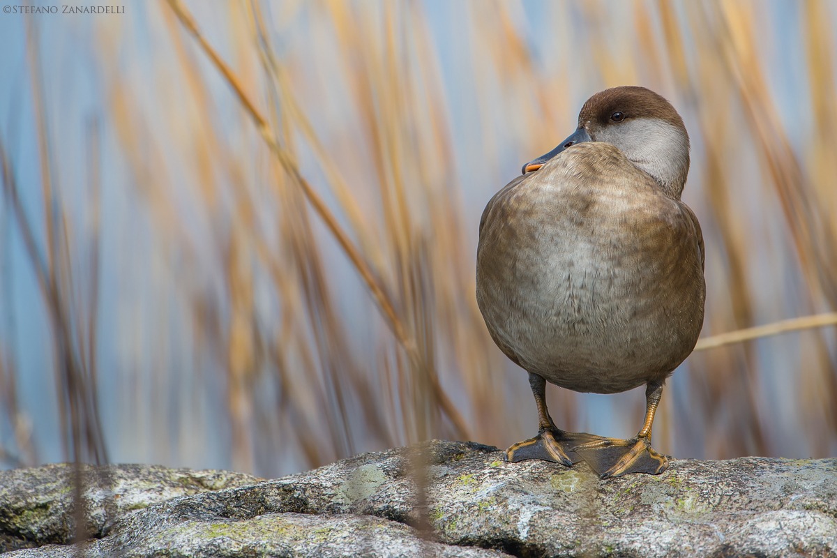 Fistione Turkish female ...