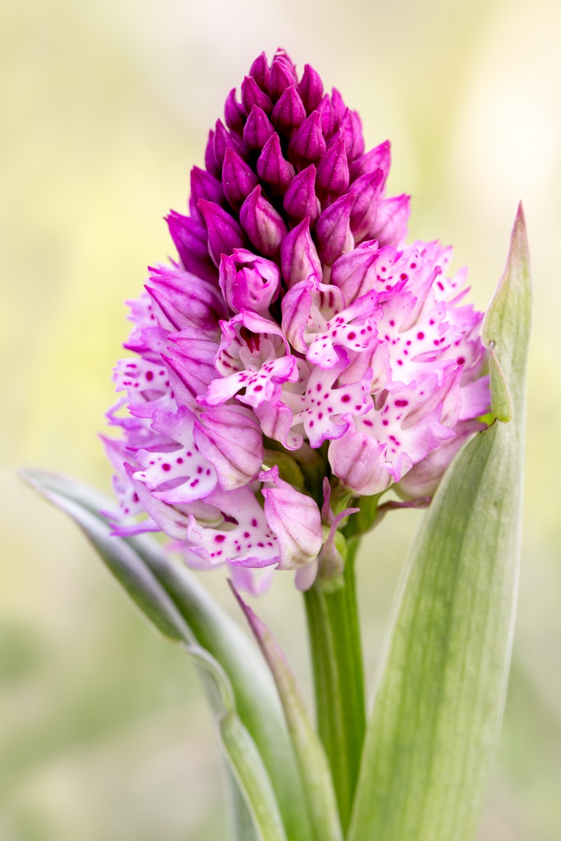 Ibrido Neotinea x Dietrichiana