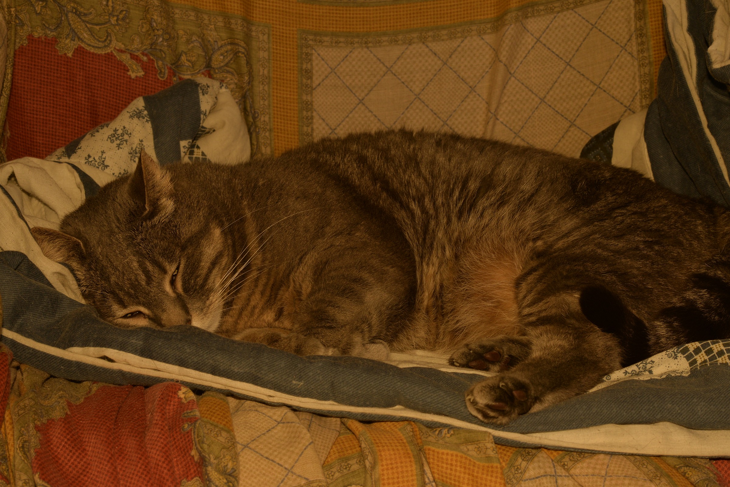 layla that knows thoughts