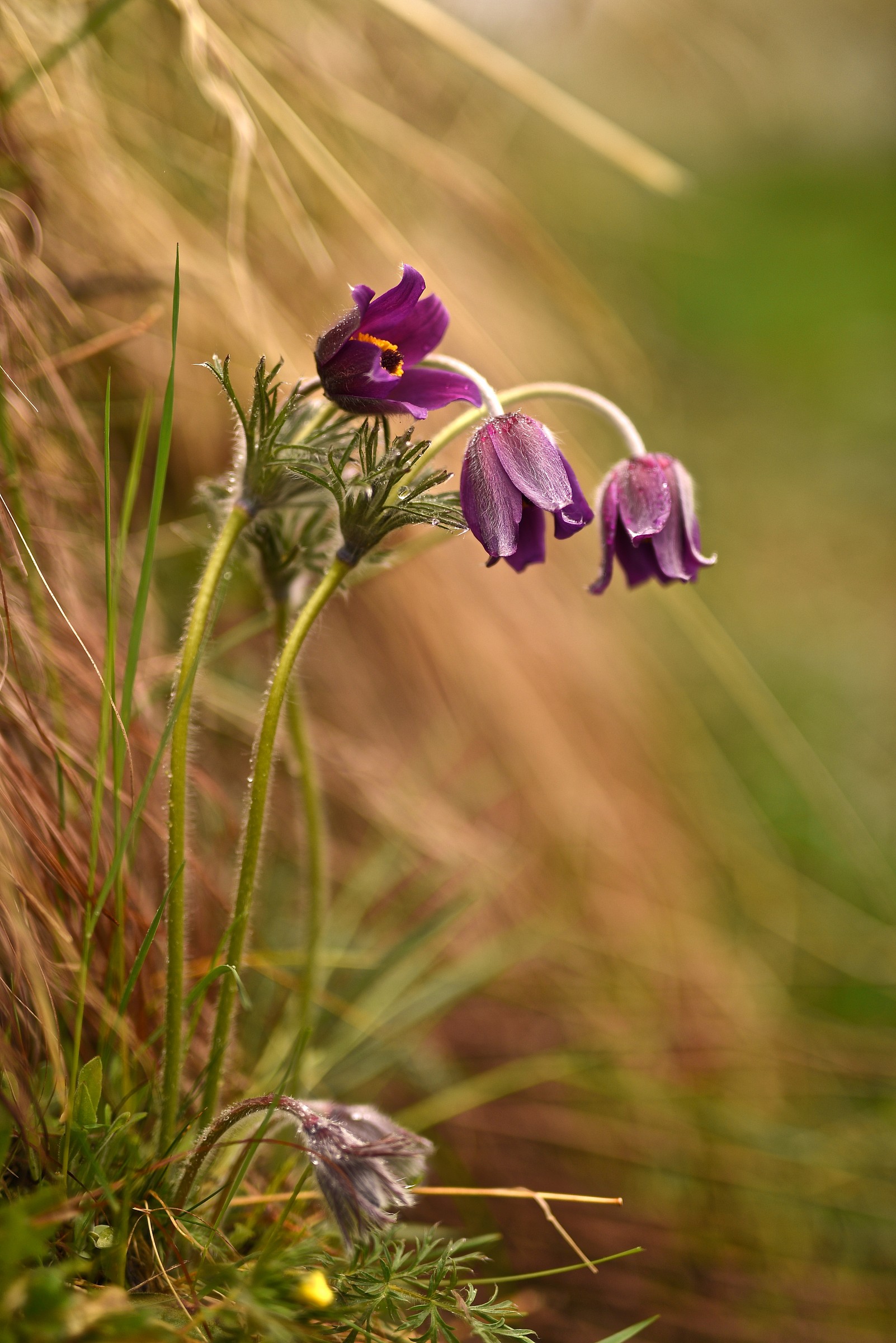 Pulsatilla mountain ...