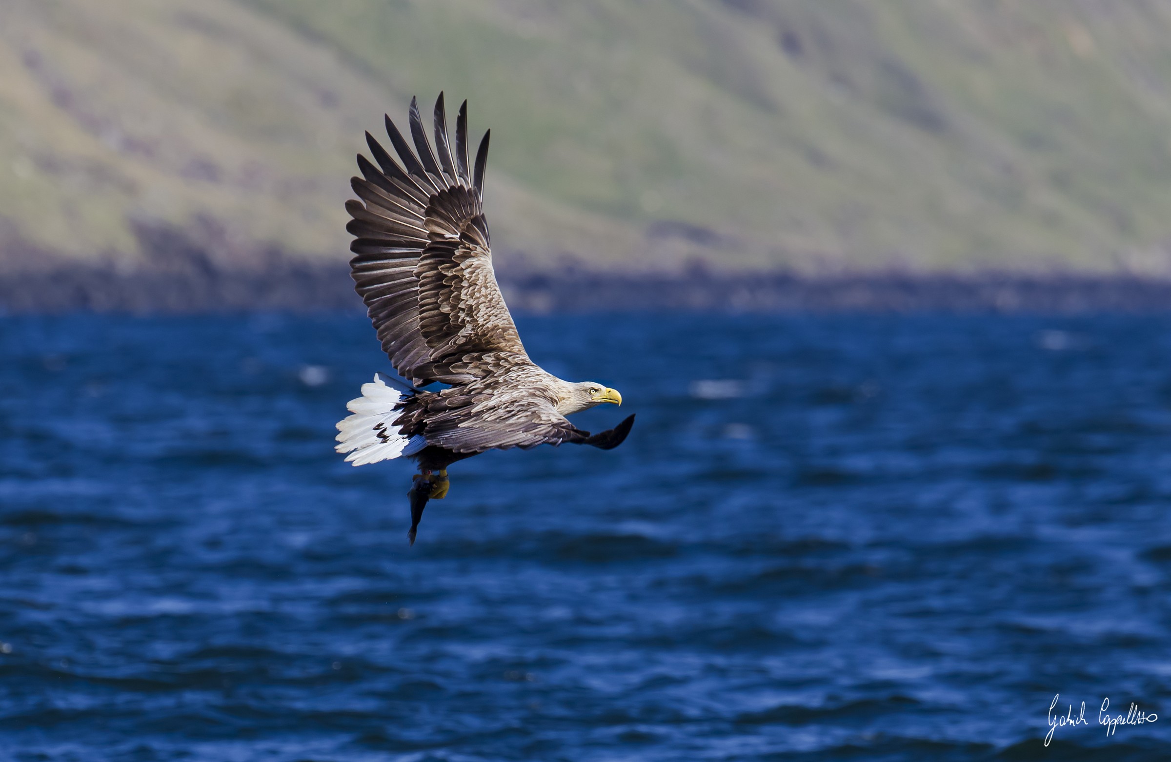 Aquila di mare- Uno spettacolo meraviglioso