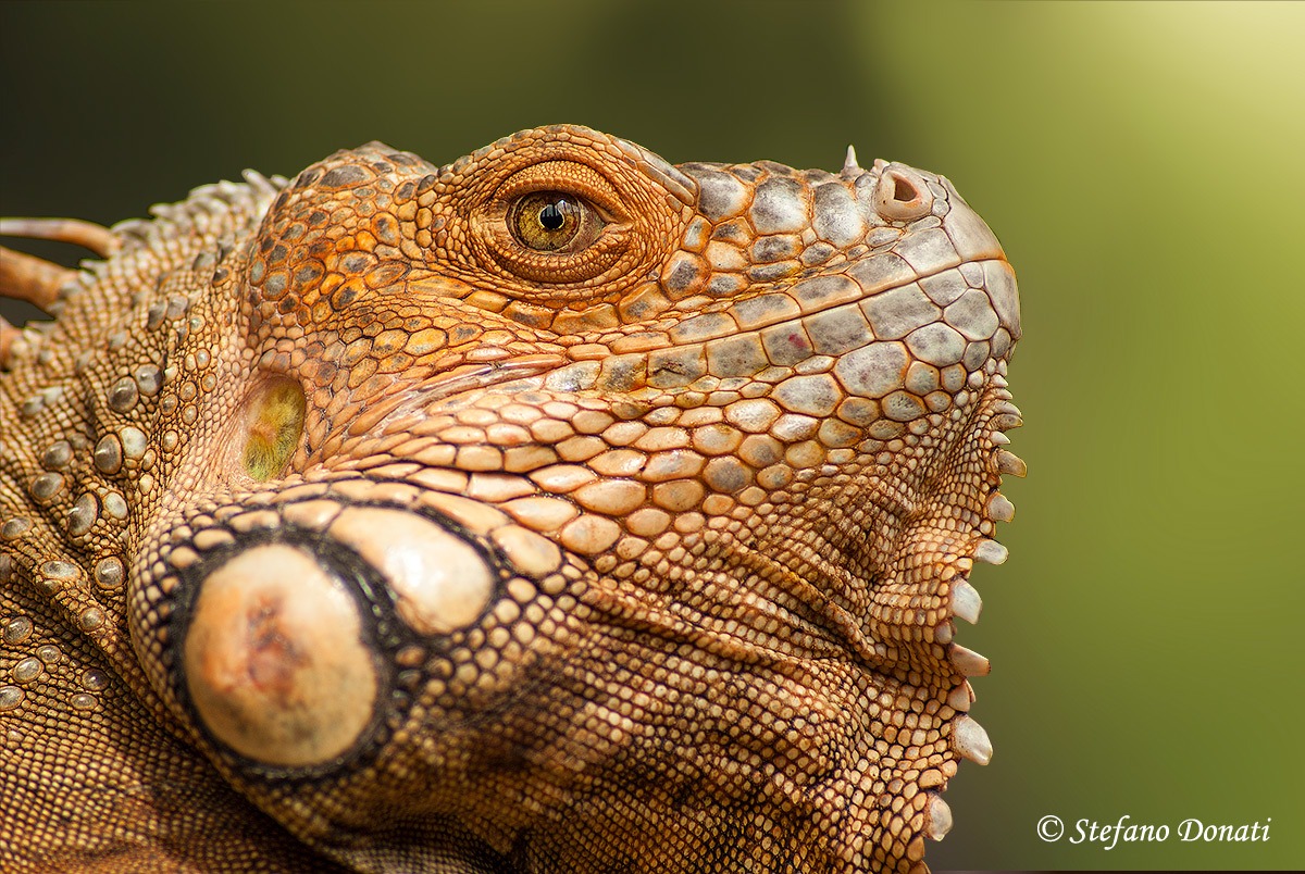 Animaletti da compagnia