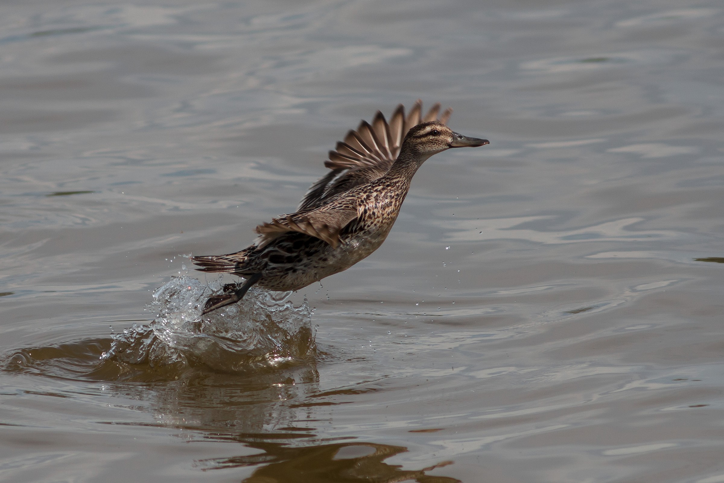 Garganey Female