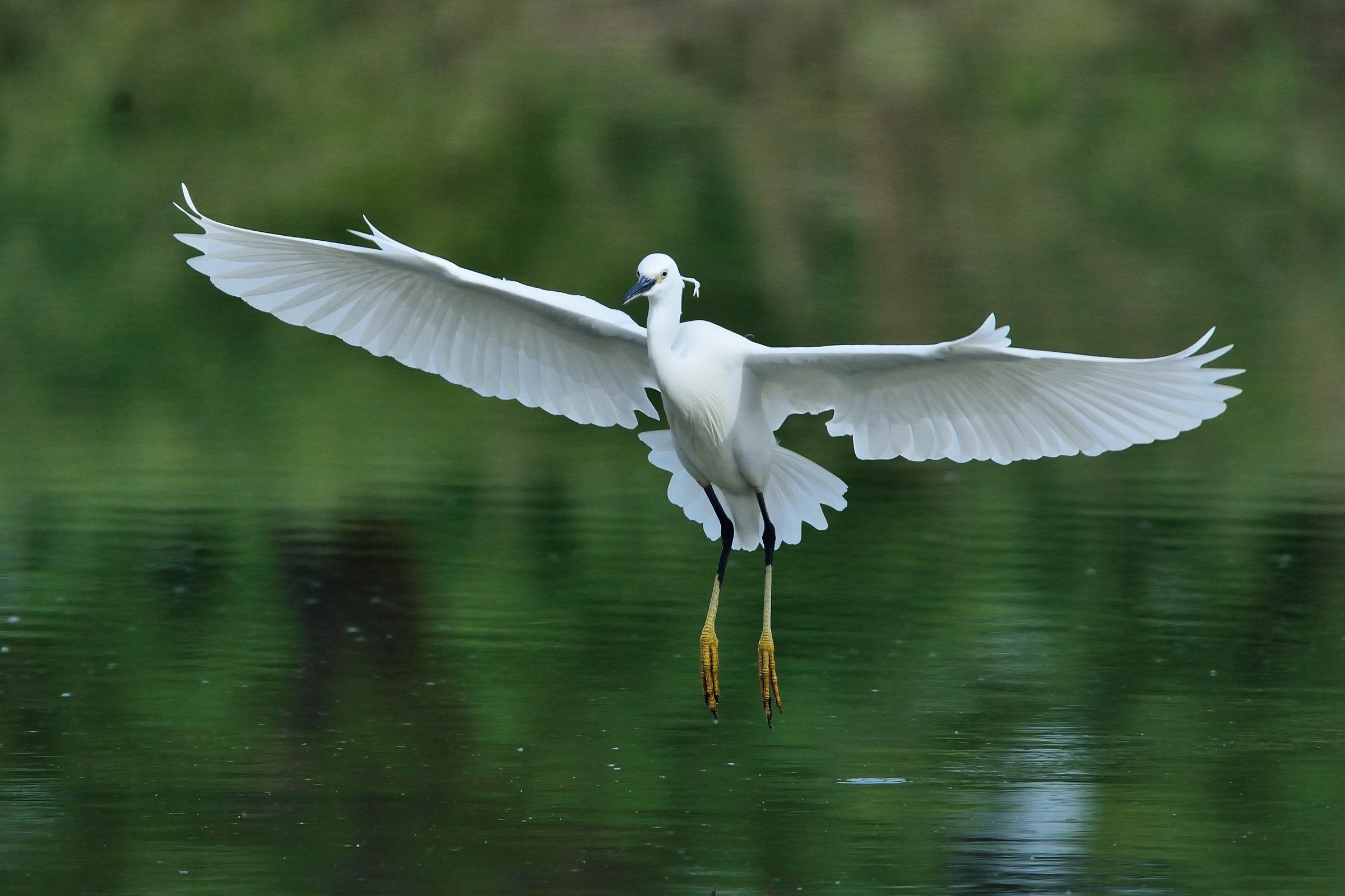 Egret egretta