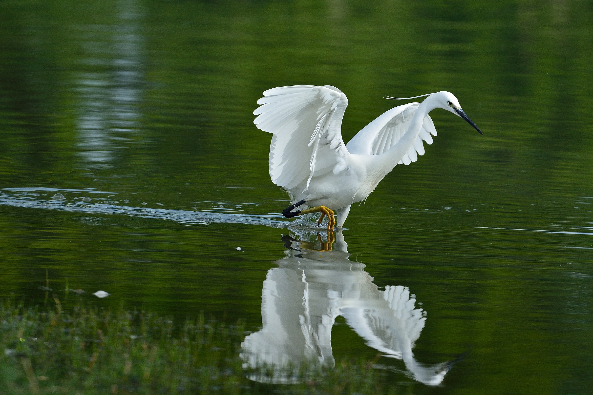 Garzetta egretta