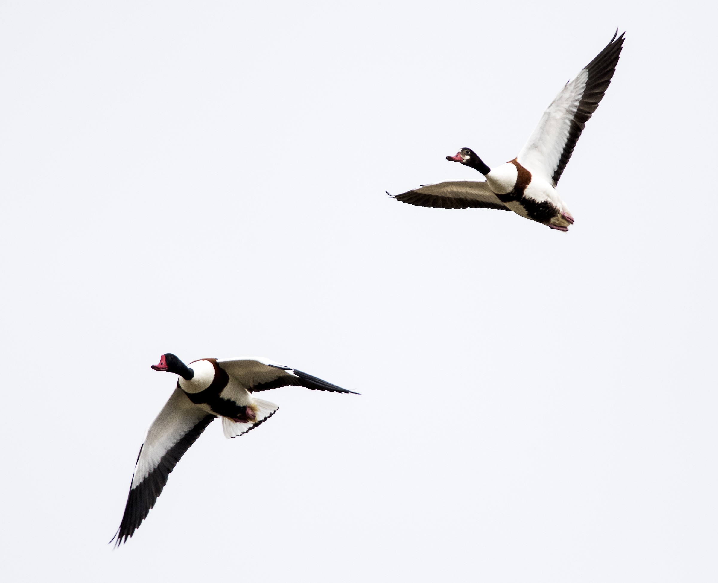 volpoche in volo nuziale