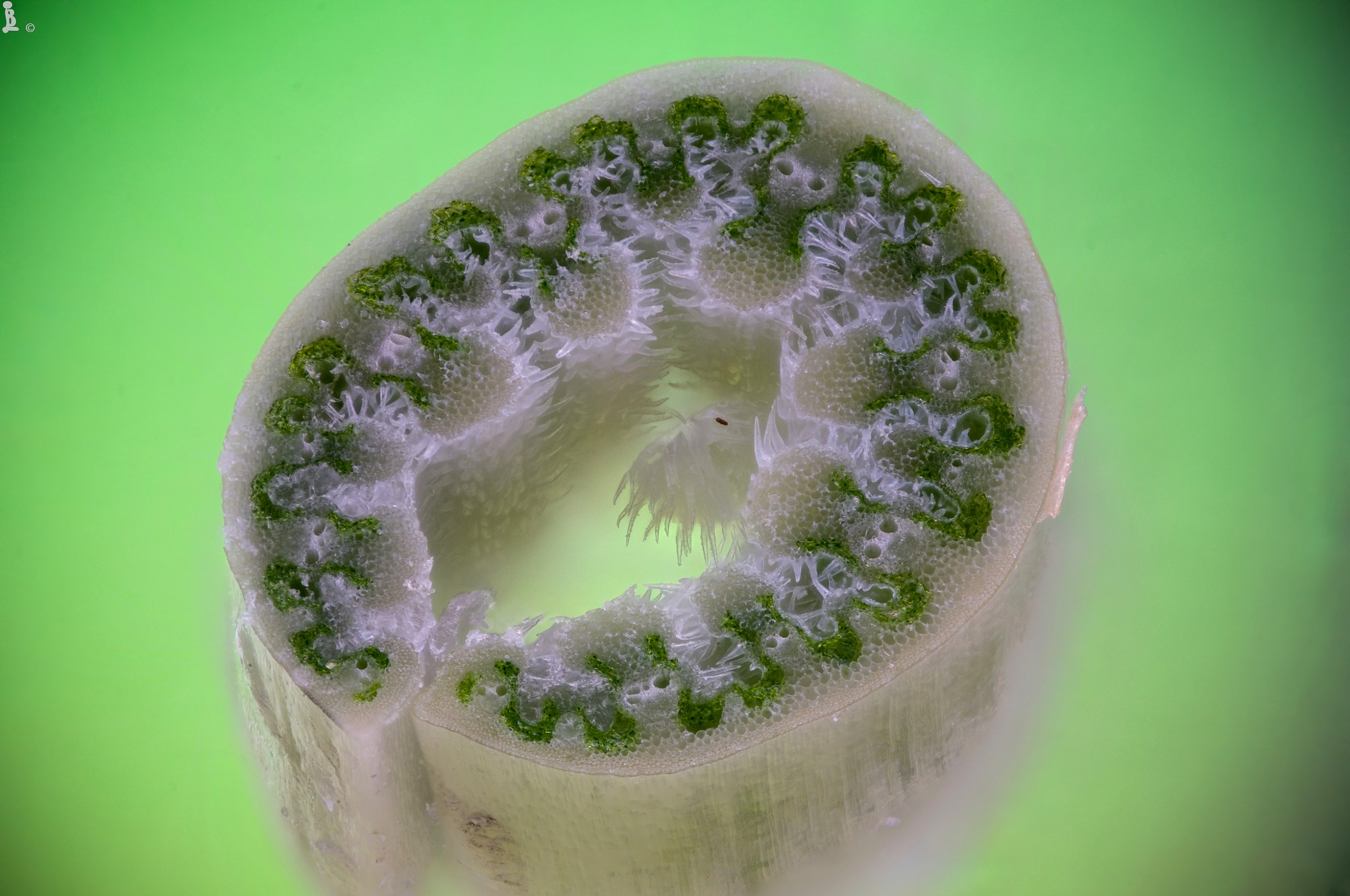 Sezione di ammophila arenaria