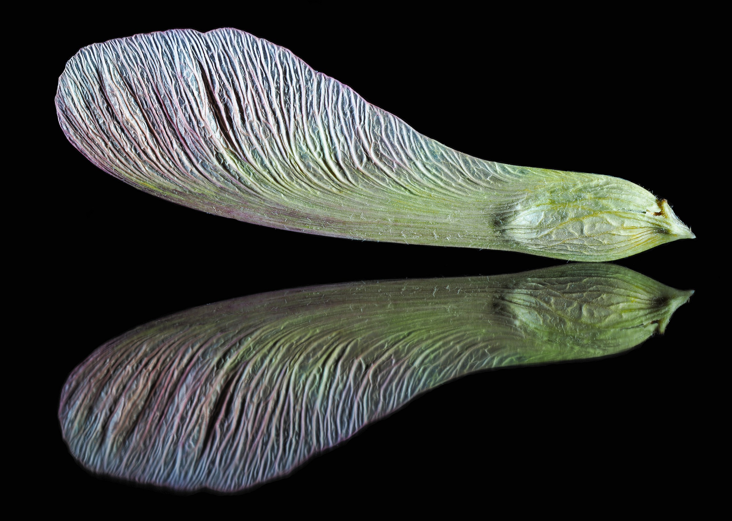 A little magic of Nature