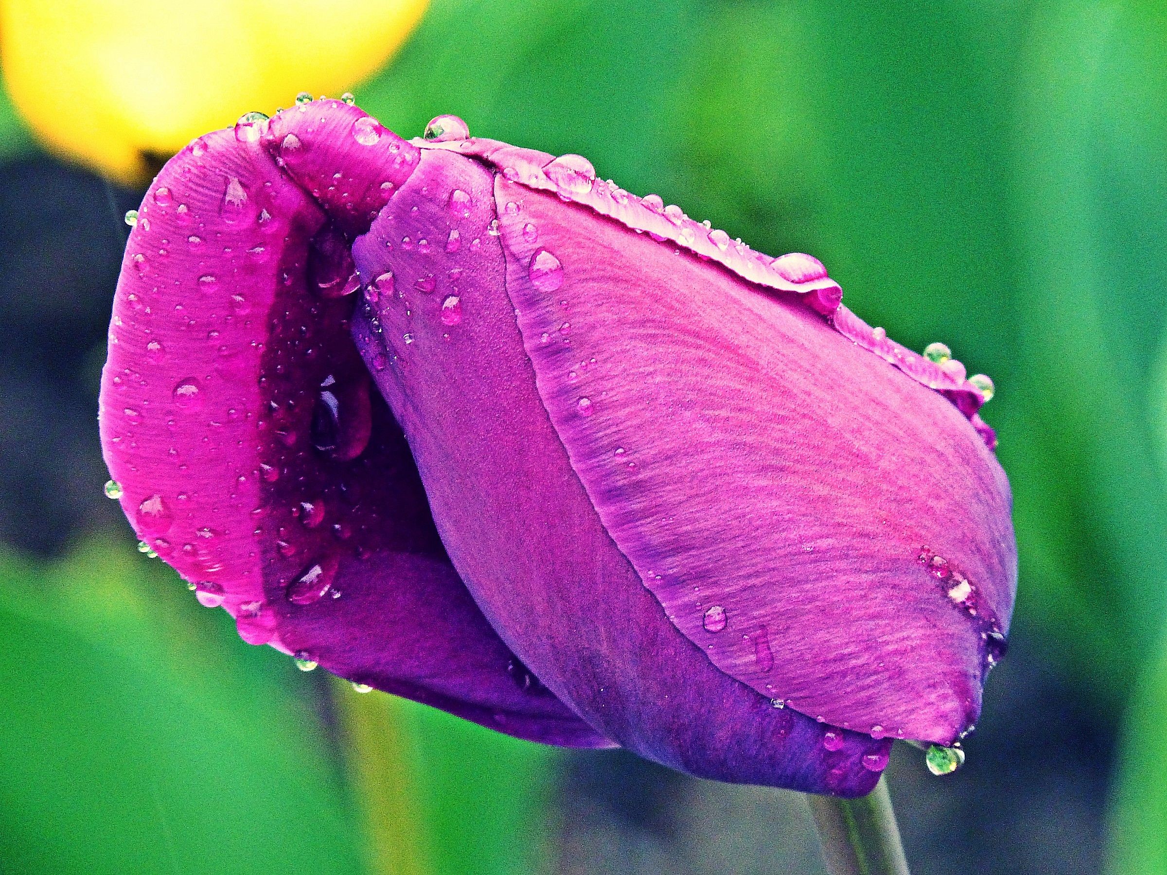 violet