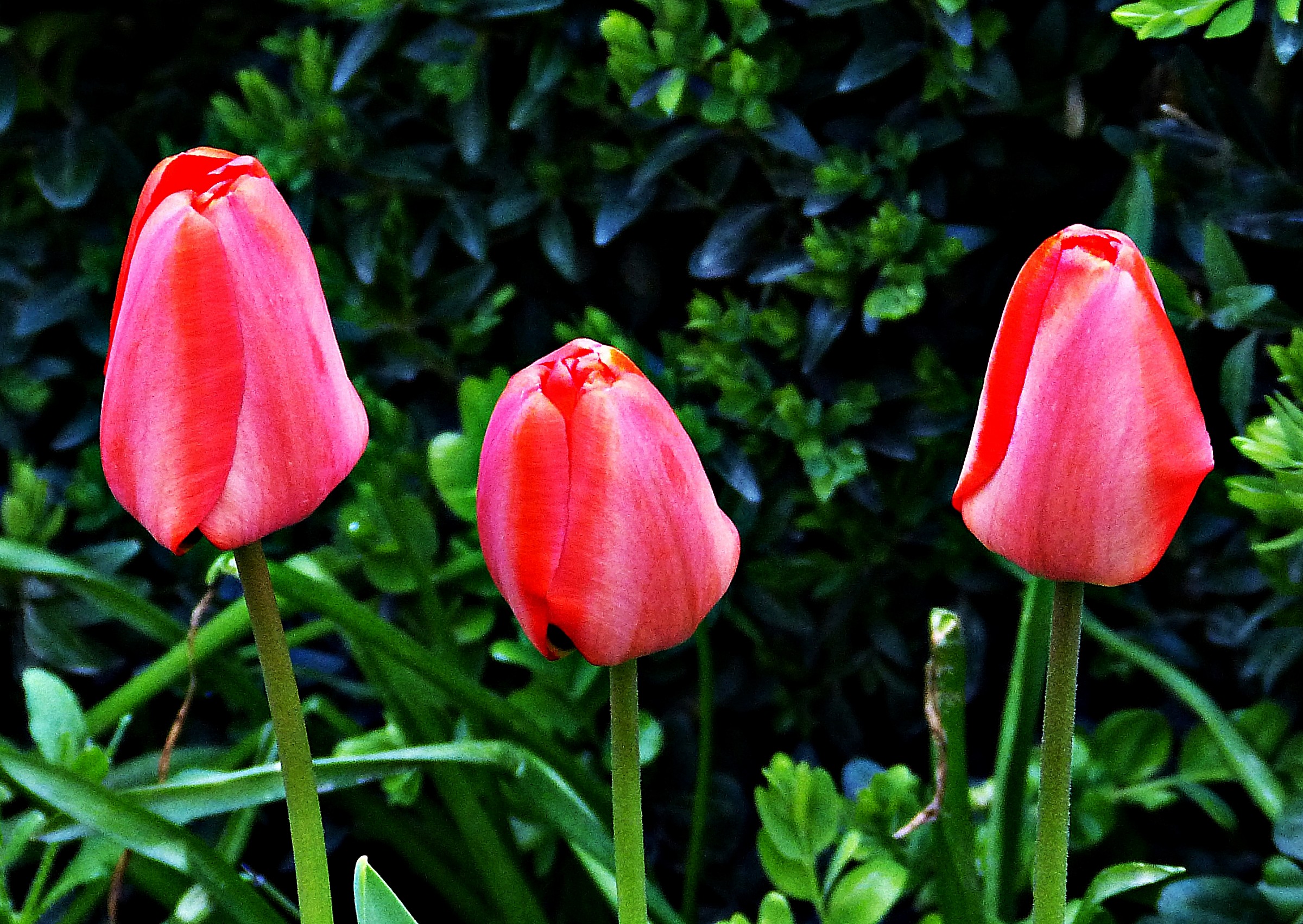 3 tulips