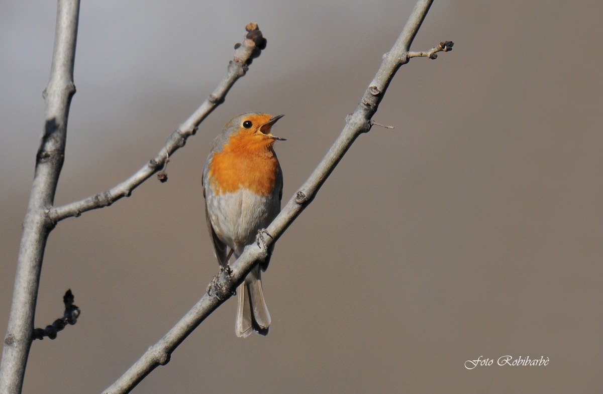 Singing in the morning ...