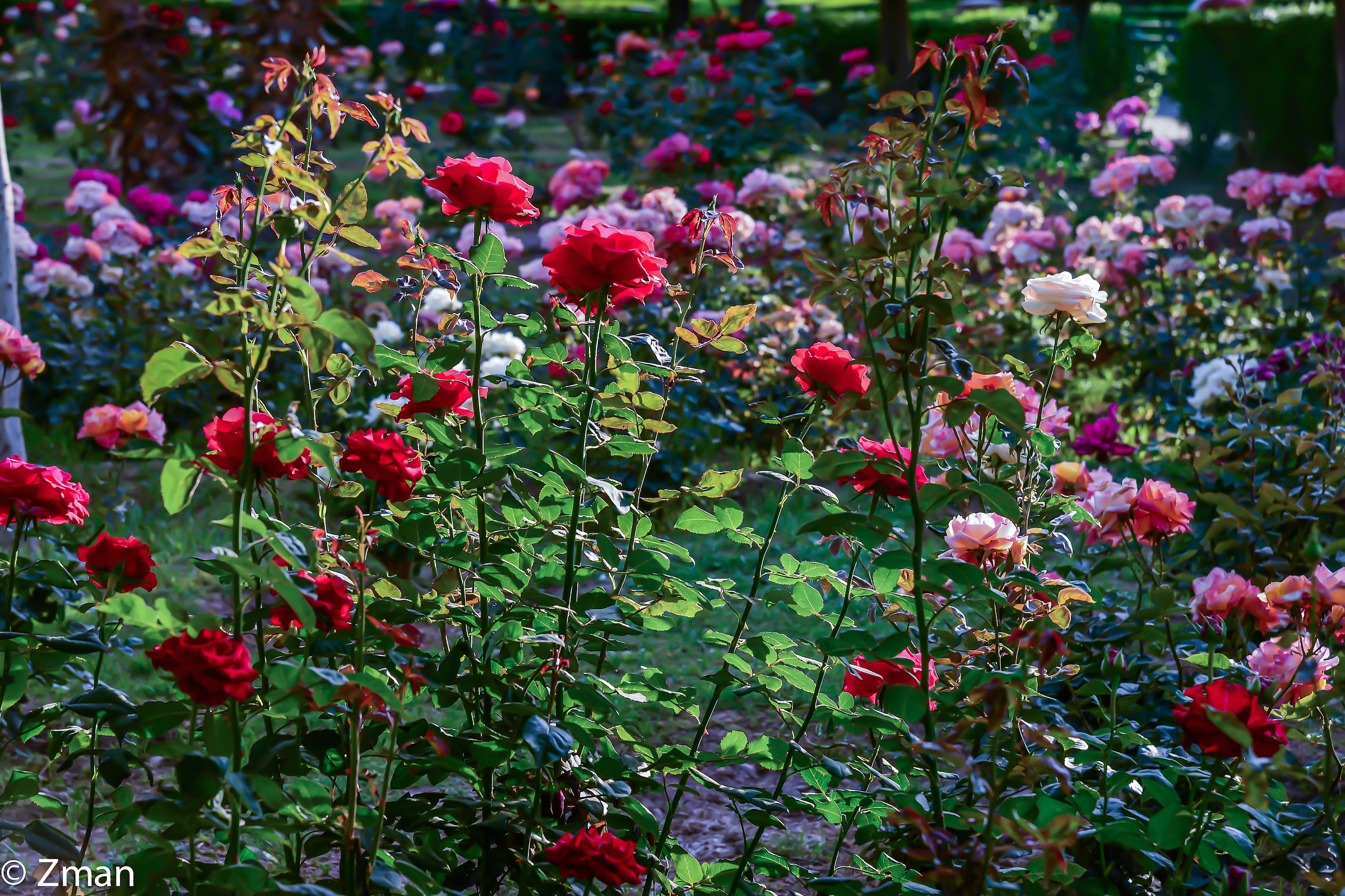 Roses in Koutoubia Garden