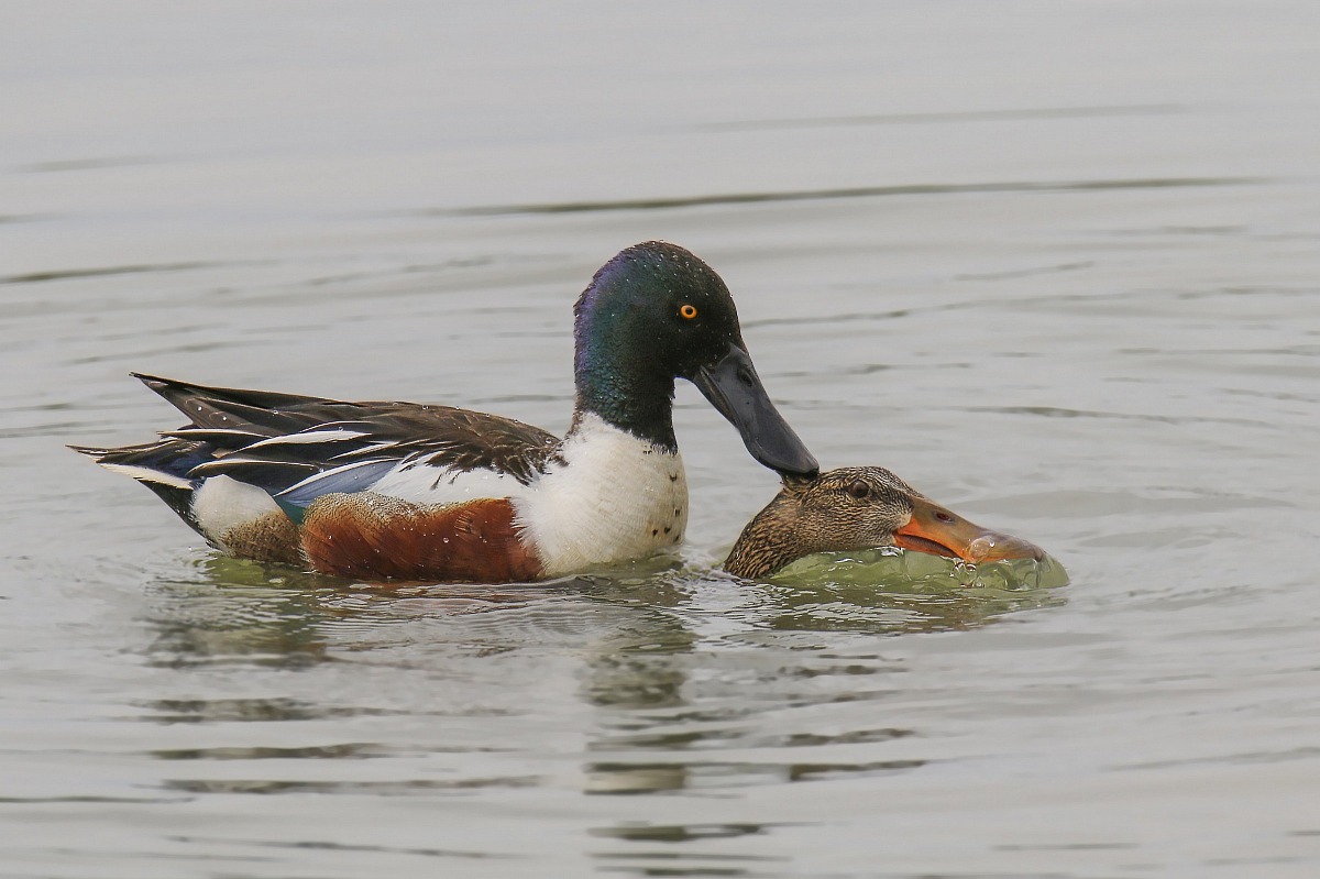 when you say ... overwhelmed by passion