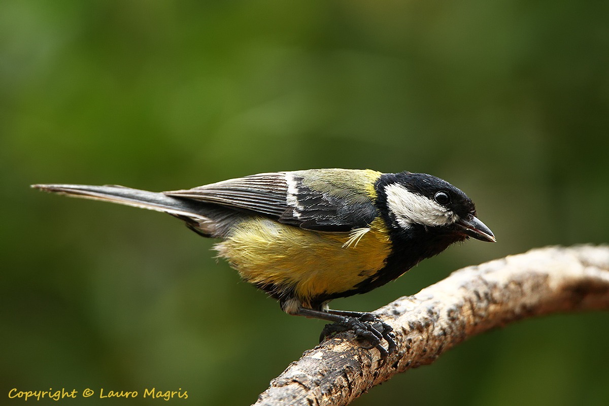 Cinciallegra inzuppata