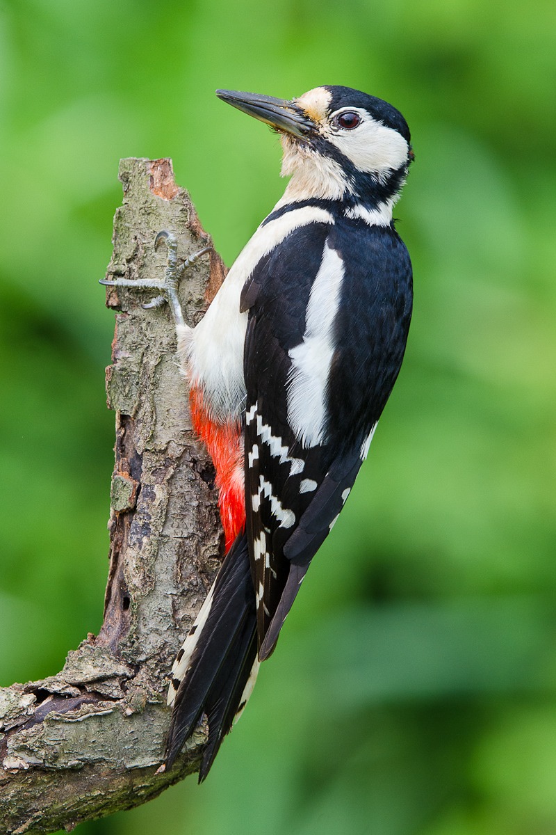 Picchio rosso maggiore