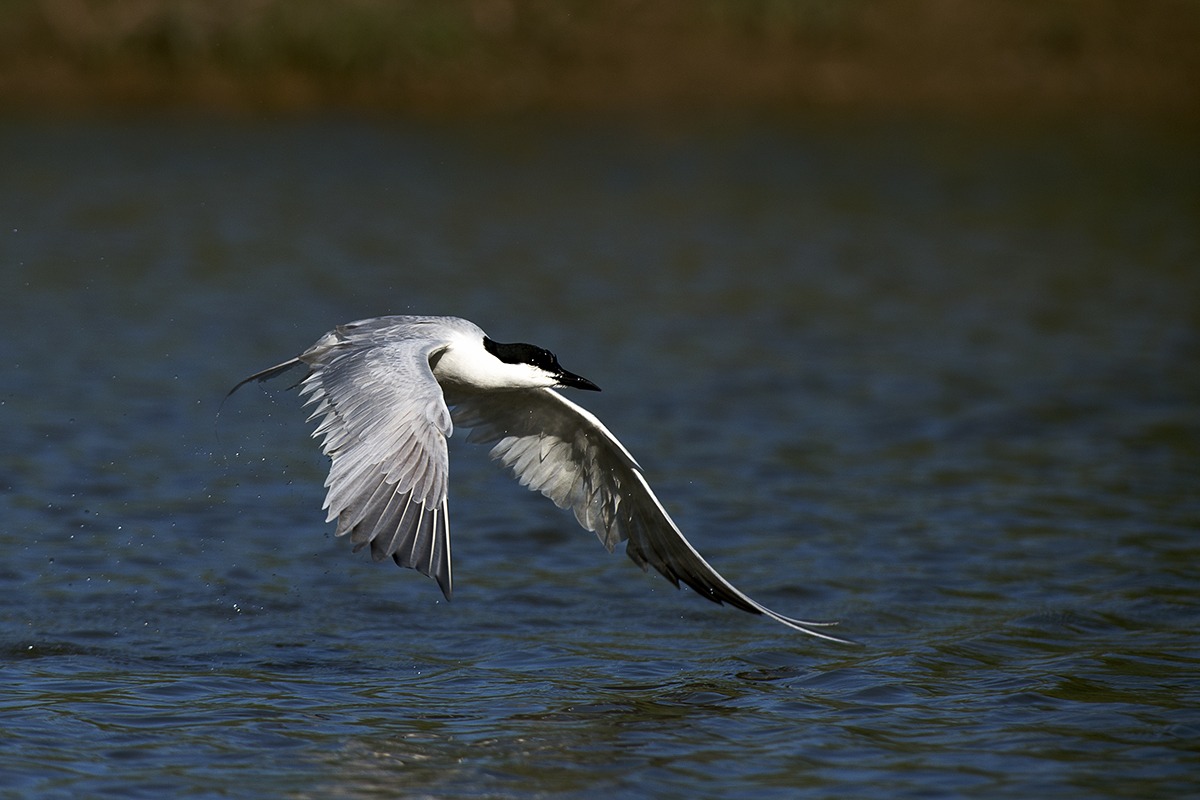 tern black legs