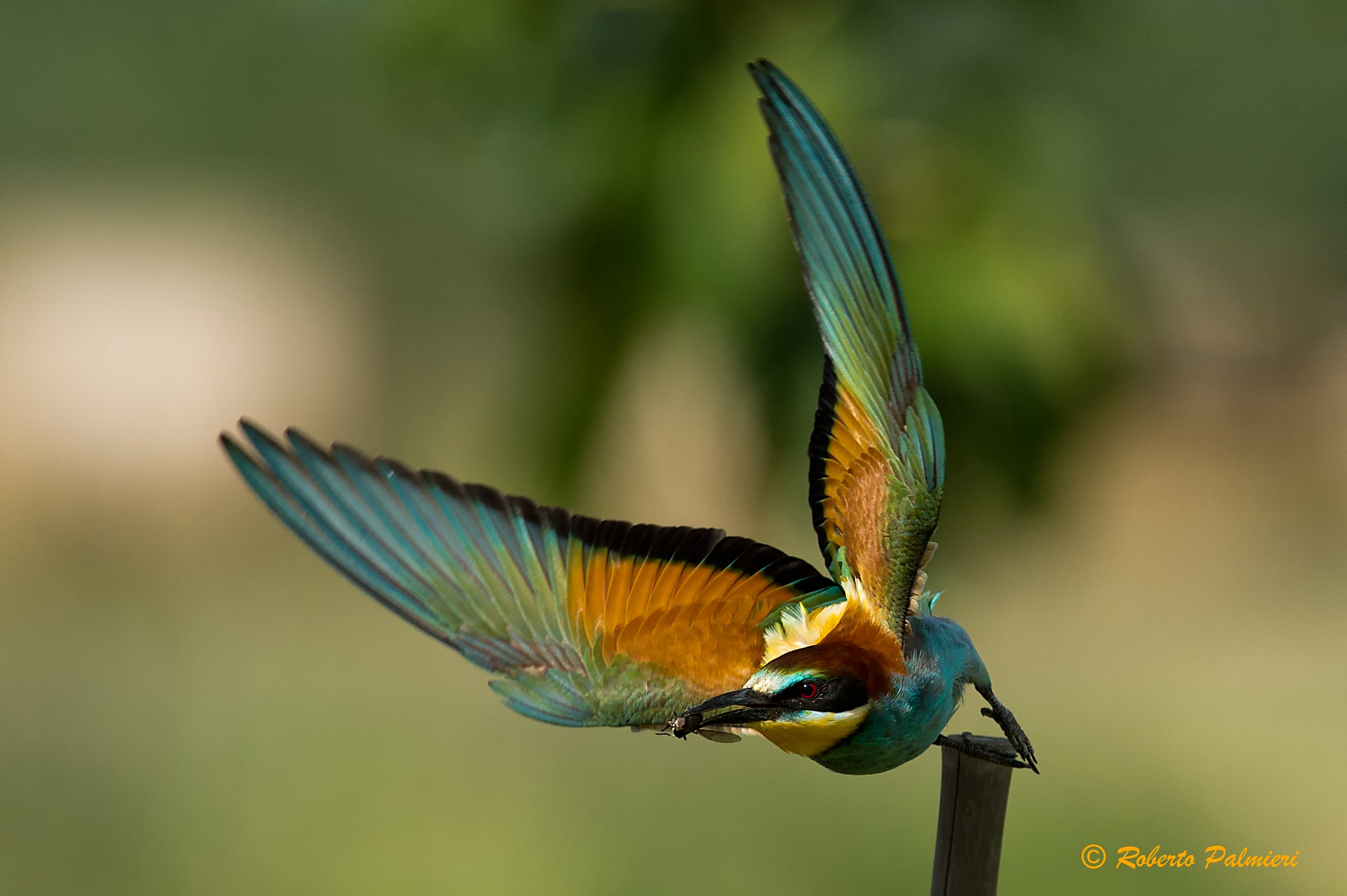 The ex-eater (Merops apiaster)