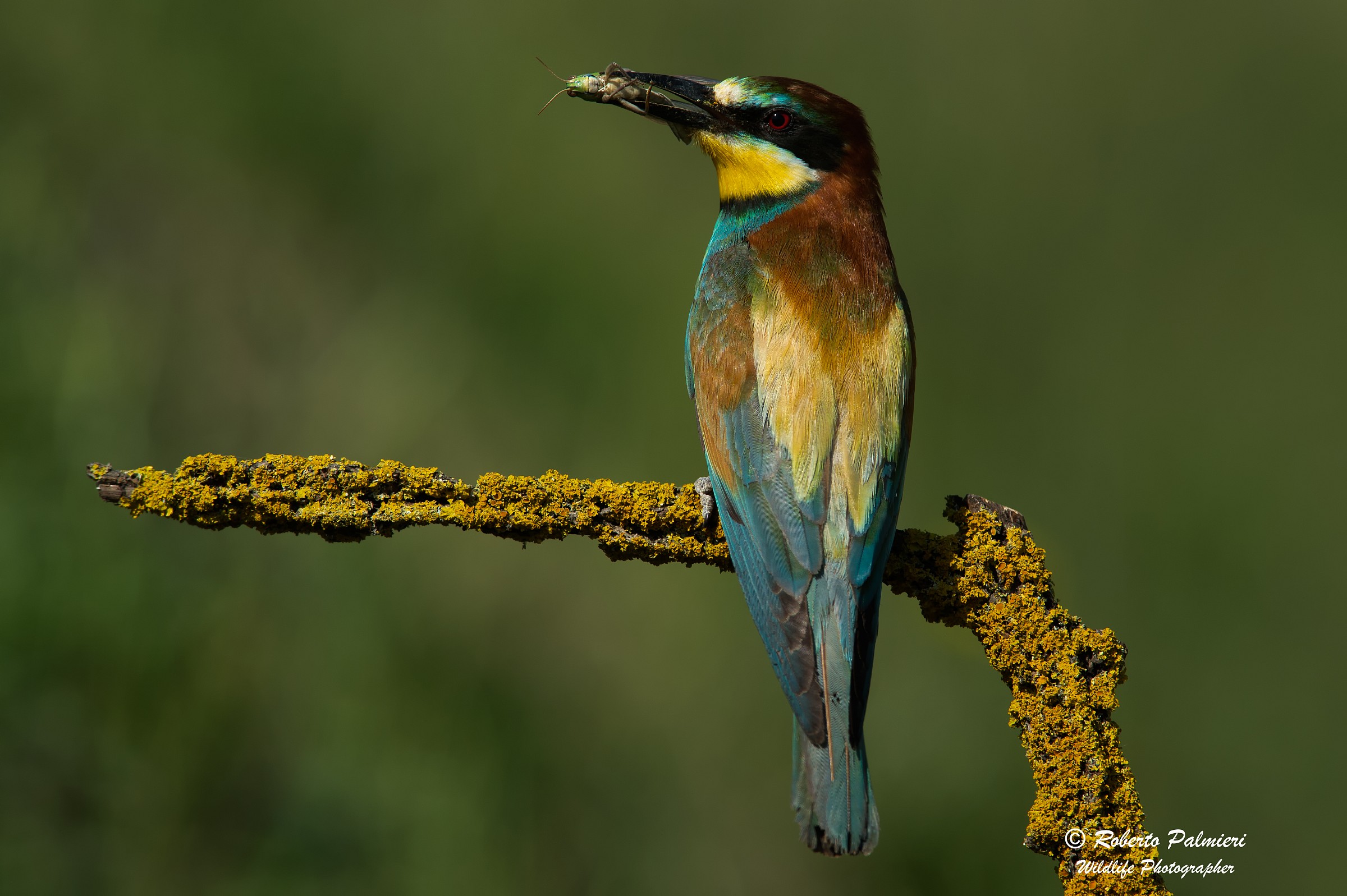 Eater with grasshopper (Merops apiaster)