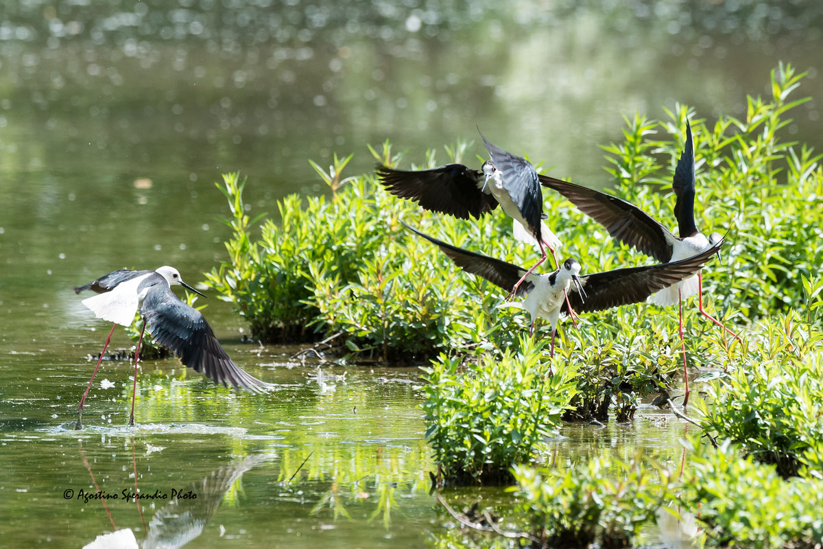 Quarrels between the Knights of Italy