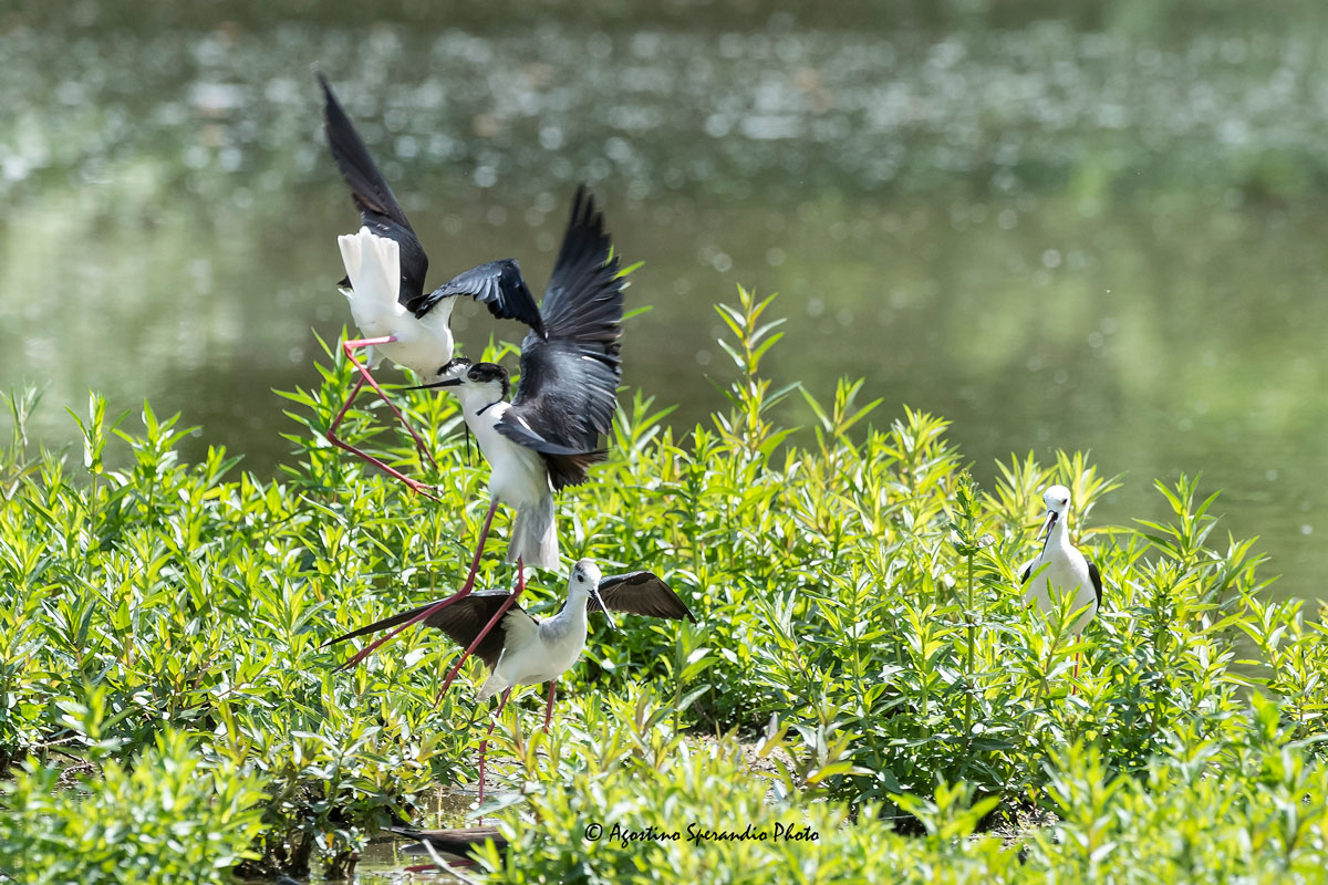 Quarrels between the Knights of Italy