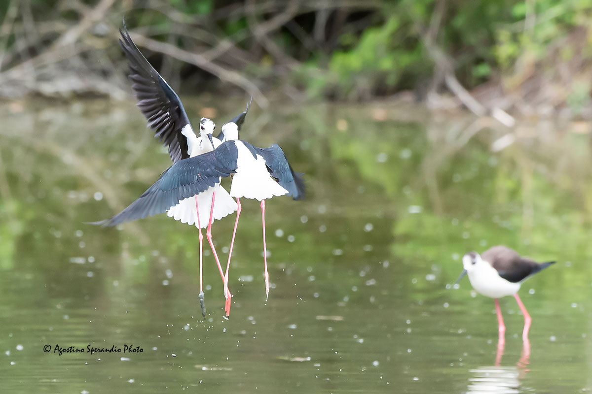 Quarrels between the Knights of Italy